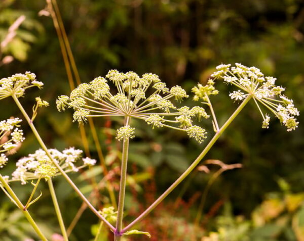 Cumin Powder - Image 5