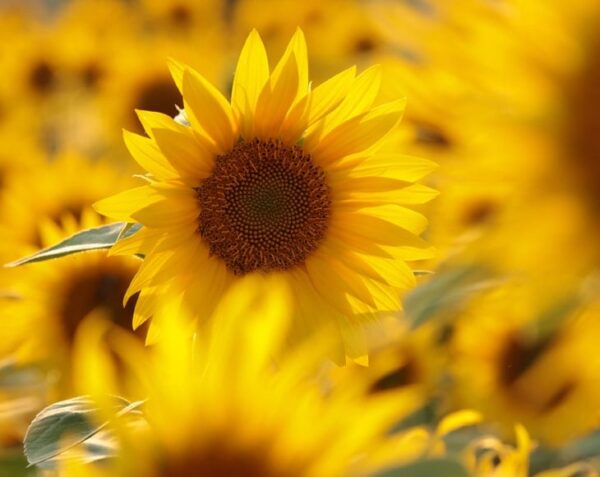 Organic Roasted Sunflower Seeds - Image 5